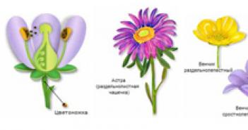 Двойное оплодотворение у цветковых растений