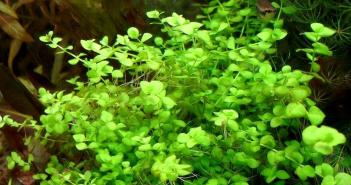 Микрантемум малоцветковый (Micranthemum Micranthemoides, Hemianthus micranthemoides) Обитание в природе