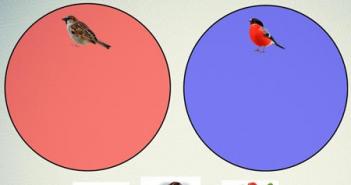 Избранные рассказы для детей о птицах Перелетные птицы описание для дошкольников